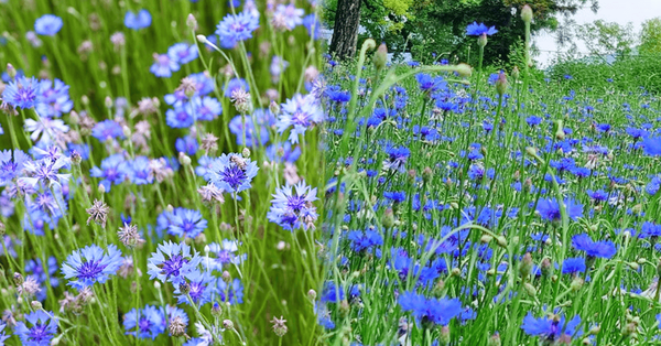 온라인 커뮤니티