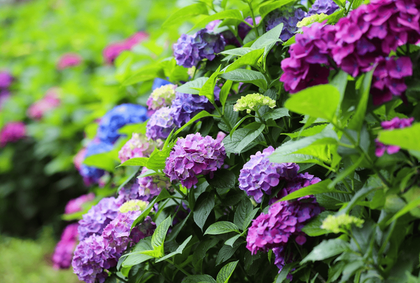 온라인 커뮤니티