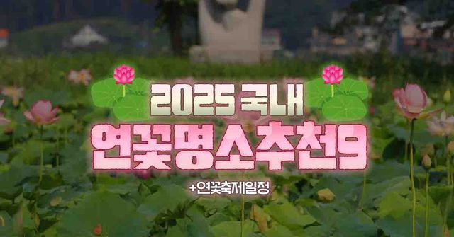 2025 국내 추천 연꽃명소 / ©여행톡톡