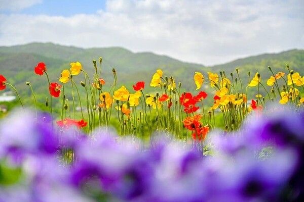 온라인 커뮤니티