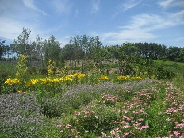 온라인 커뮤니티