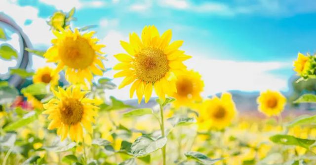 온라인 커뮤니티