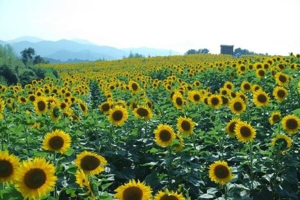 온라인 커뮤니티