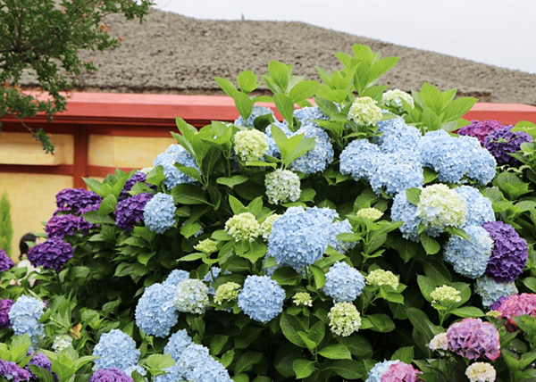 온라인 커뮤니티