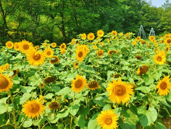 온라인 커뮤니티