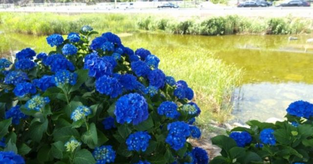 온라인 커뮤니티