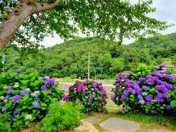 온라인 커뮤니티