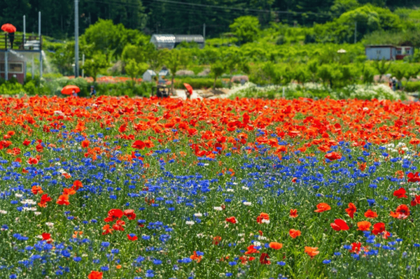 온라인 커뮤니티