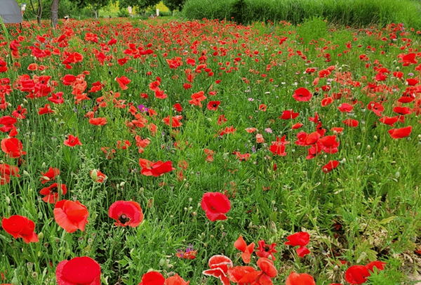 온라인 커뮤니티