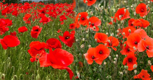 온라인 커뮤니티