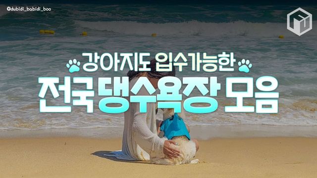 2025 애견동반 해수욕장 총정리 / ⓒ여행톡톡