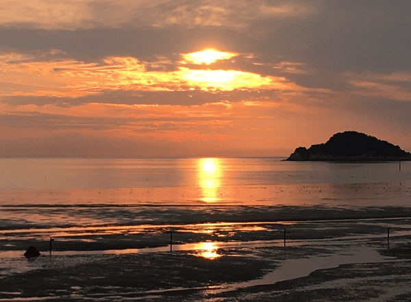 트리벙드바이저