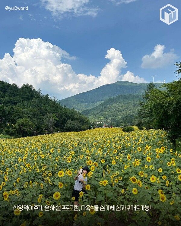 2025 태백 구와우마을 해바라기축제 일정 입장료 / ⓒ여행톡톡