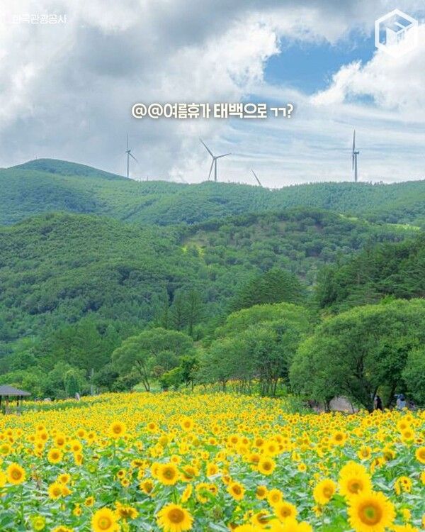 2025 태백 구와우마을 해바라기축제 일정 입장료 / ⓒ여행톡톡