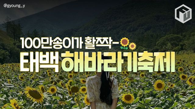2025 태백 구와우마을 해바라기축제 일정 입장료 / ⓒ여행톡톡