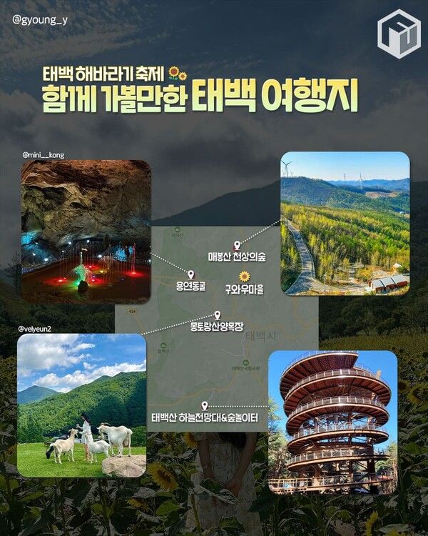 2025 태백 구와우마을 해바라기축제 일정 입장료 / ⓒ여행톡톡