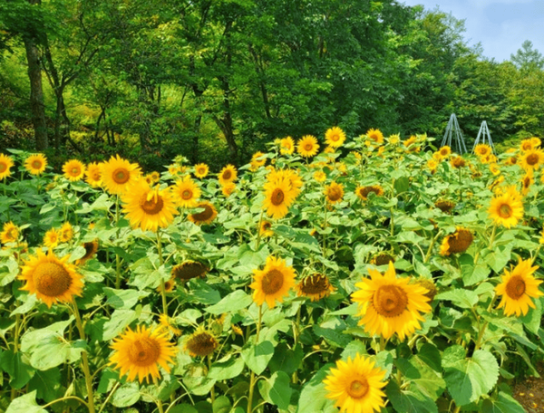 온라인 커뮤니티