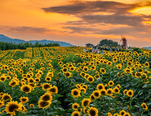 온라인 커뮤니티