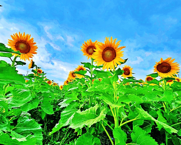 온라인 커뮤니티