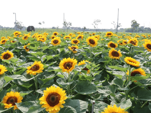 온라인 커뮤니티
