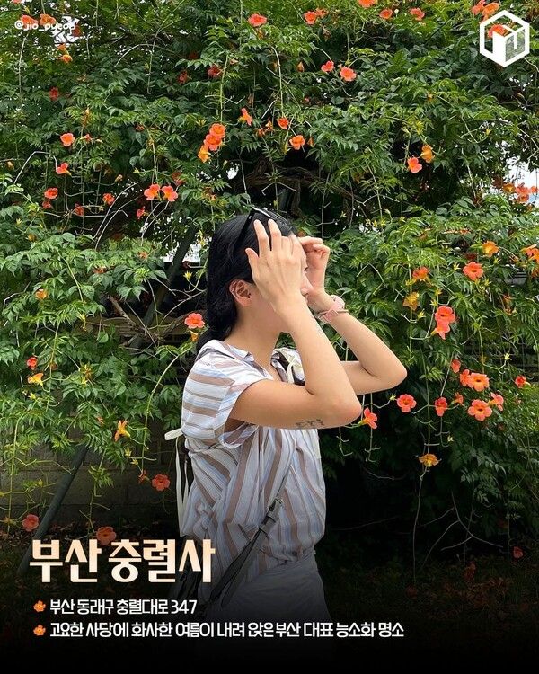 능소화 명소 추천 / ⓒ여행톡톡