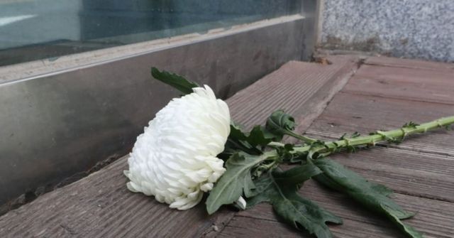 국화 이미지/ 연합뉴스