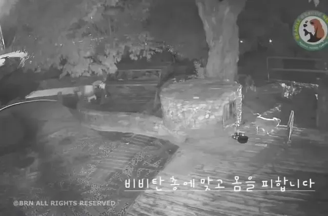 Instagram 'beaglerescuenetwork'