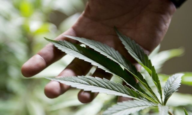 대마 잎. /연합뉴스