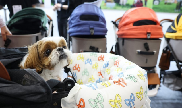 지난 5월 경기도 고양시 킨텍스에서 열린 2023 메가주(MEGA ZOO) 펫 산업 박람회에서 방문객이 강아지를 유모차에 태운 채 반려동물 유모차 앞을 지나고 있다. /연합뉴스