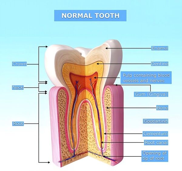 치아의 구조/pixabay