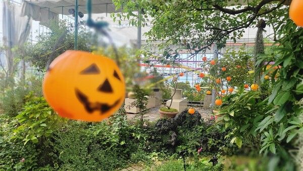 진해보타닉뮤지엄에 핼러윈 축제가 한창이다. /사진=김성주