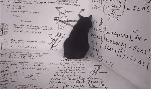 고양이가 수식으로 도배된 공간의 모퉁이에 있다. /티이미지