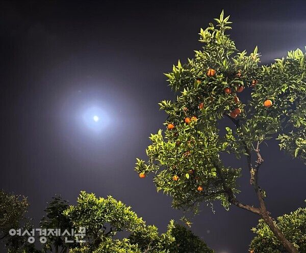 오렌지 나무로 경계석을 세운 캠핑장의 밤 풍경 /사진=박재희