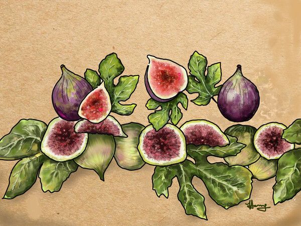 몇 년 전부터 부쩍 사랑받는 무화과 /그림=홍미옥, 아이패드로 그림