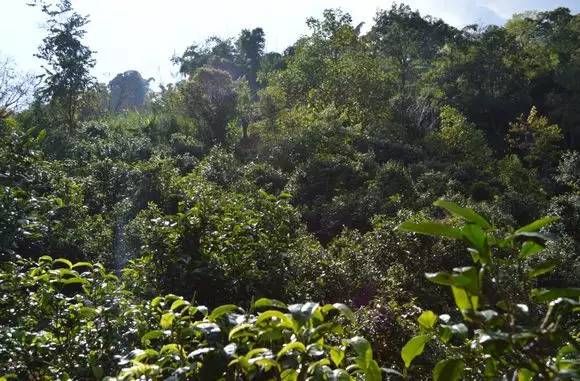 윈난성 임창 차구 대호새 고다원의 고차수, 오래된 차나무는 수령이 백 년에서 천 년이 넘는데 대부분 깊은 산골에 있다. 보이차를 마신다는 게 특권일 수 있다면 사람의 발길이 닿지 않은 자연 생태 환경에서 자란 차나무와 내가 하나 될 수 있다는 점이다. 이 얼마나 가슴 벅찬 일인가? /출처=古茶居