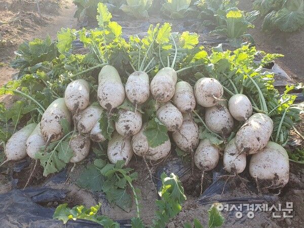 김장을 위해 무는 얼기 전에 뽑아야 한다. /박종섭