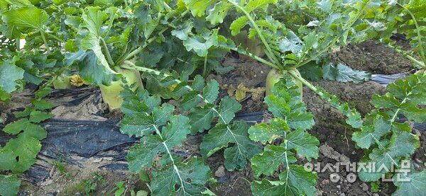 작은 무씨 하나가 이렇게 왕성하게 자랐네요. /박종섭