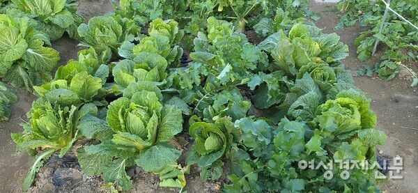 포기를 안아가는 잘 자란 배추의 모습 /박종섭