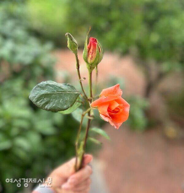 민박집 아저씨가 건네준 장미 /사진=박재희