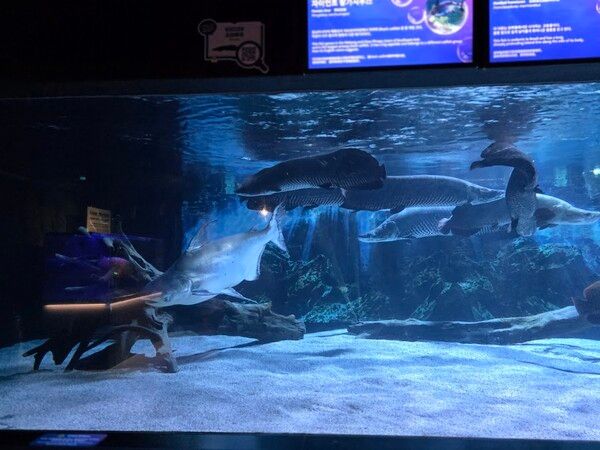 아마존강에 서식하는 대형 민물고기들의 모습은 압도적이다. /사진=김성주