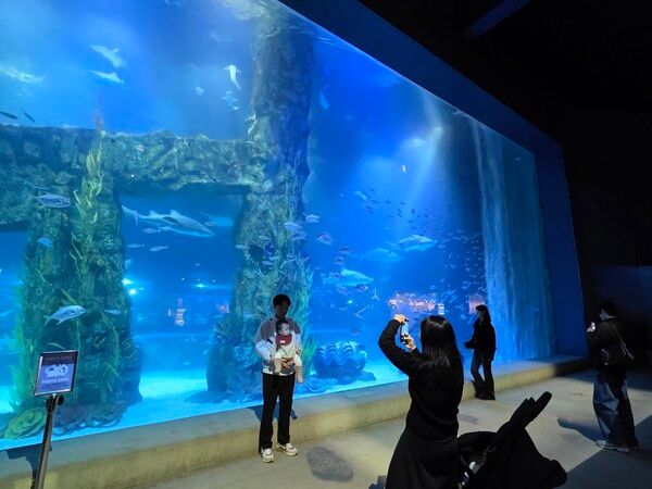 아쿠아리움에는 유모차를 끌고 오는 가족들이 많다. 수족관 패널에서 보이는 바다 생물의 모습이 아기와 부모에게는 매우 평화롭게 보인다. /사진=김성주