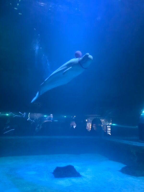 흰고래 벨루가가 홀로 수족관 안에서 유영하고 있다. 현재 우리나라에는 일산 아쿠아플라넷에 한 마리, 잠실 롯데 아쿠아리움에 한 마리, 거제 씨월드에 세 마리가 살아 있다. 언제 바다로 되돌려 보낼지는 모른다. /사진=김성주