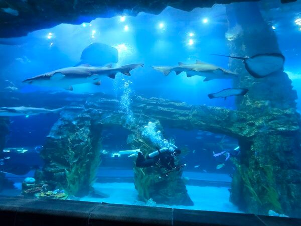 수족관 안에 대형 상어와 가오리가 유영하고 있고 그 아래 아쿠아리스트도 유영하고 있다. 아쿠아리움에서는 해설과 사육 관리를 함께 하는 아쿠아리스트의 역할이 크다. /사진=김성주