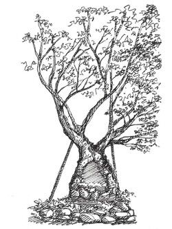 고교 시절 추억이 남아있는 느티나무 /그림=손웅익