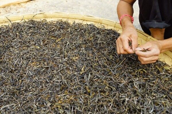 보이차의 원료라고 할 수 있는 쇄청모차, 쇄청모차는 큰 자루에 보관해서 창고에 저장하며 만든 그해에 긴압하기도 하지만 수년 뒤에 만들기도 한다. /사진 출처 =다음 카페 대평보이차