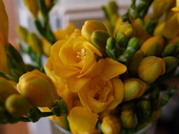 3월의 프리지어 /권혁주