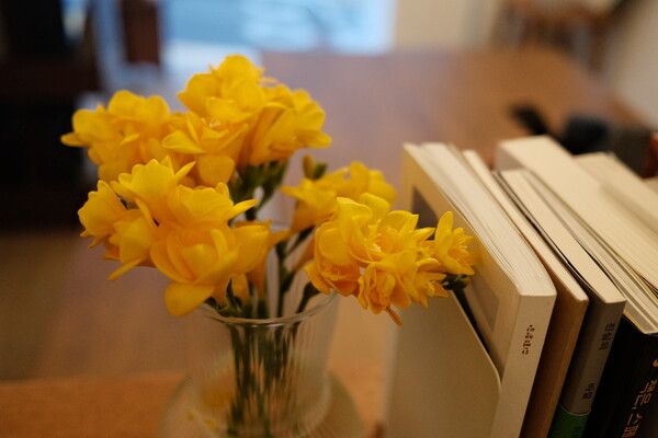 책과 함께 놓인 프리지어 / 권혁주