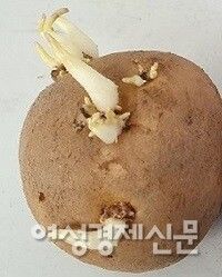 3월, 감자는 먼저 심는다. /박종섭