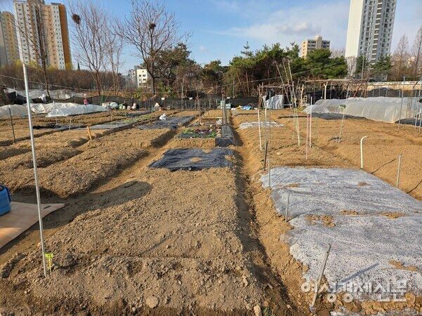 텃밭은 흙과 바람, 비와 햇볕 등 자연의 도움이 필수다. /박종섭