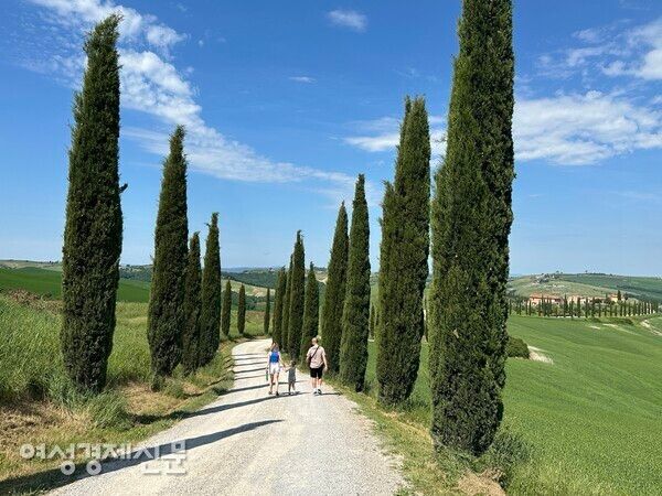 사이프러스 나무 가로수 /사진=박재희 